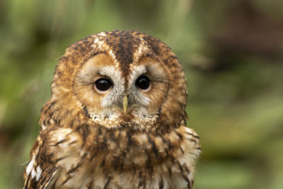 bird