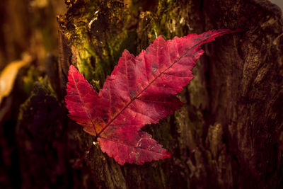 Close-up of maple leaf on water