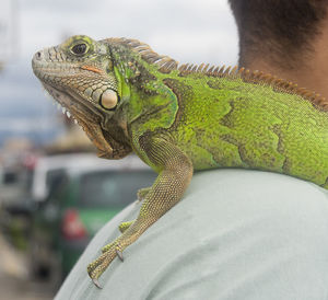 Close-up of lizard on man's shoulder