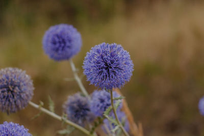 Purple flower