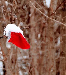 Close-up of snow on tree