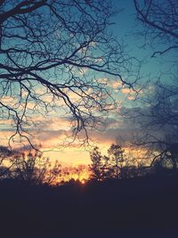 Silhouette of trees at sunset