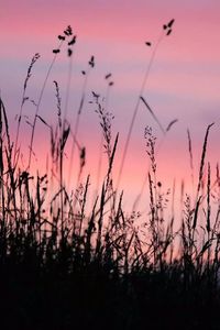 Plants growing on field at sunset