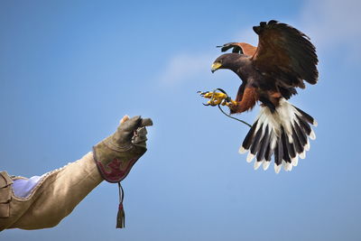 Low angle view of eagle flying against clear sky