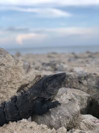Close-up of iguana on beach