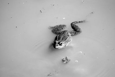 Close-up of a frog in water