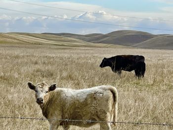 Cows in a field