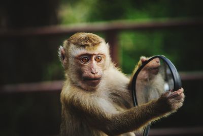 Close-up of monkey in zoo