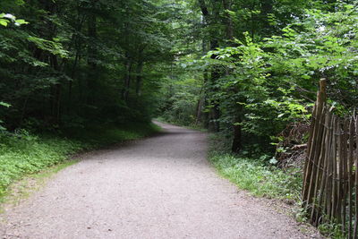 Dirt road amidst trees in forest