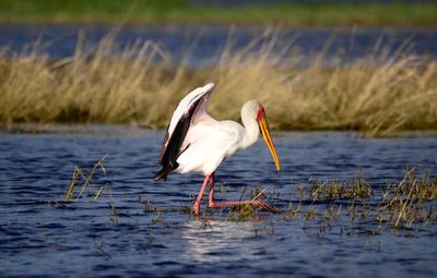 Side view of a bird in lake