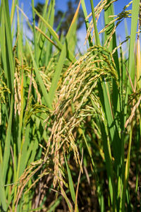 Close-up of crops growing on field