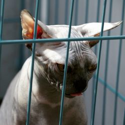Close-up of sphynx hairless cat in cage