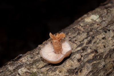 macro photography