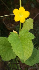 Close-up of yellow flowering plant
