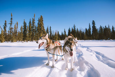 View of a dog on snow covered field