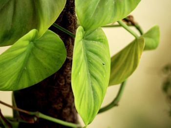 Close-up of fresh green plant