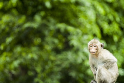 Monkey sitting on tree