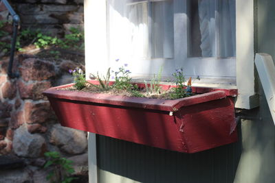 Close-up of potted plant