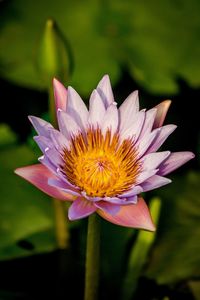 Close-up of purple water lily in pond