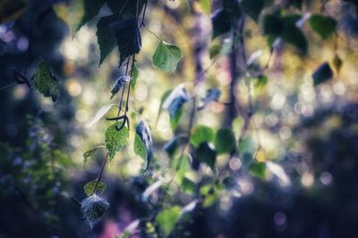 Close-up of purple flowering plant