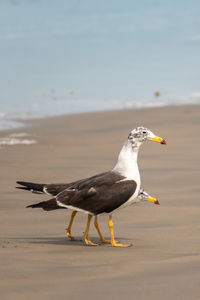 Close-up of seagull on beach