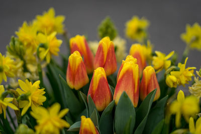 Close-up of yellow tulips