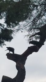 Low angle view of silhouette tree against sky