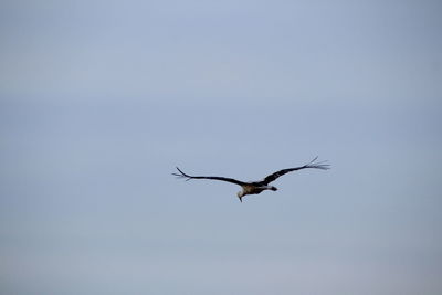 Low angle view of stork flying against clear sky