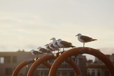 Seagull perching on metal against sky
