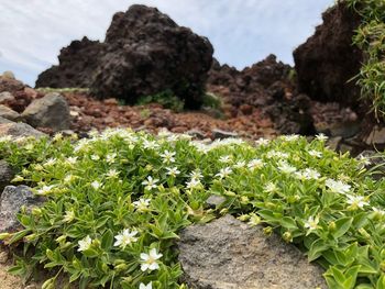 Close-up of plants growing on rocks