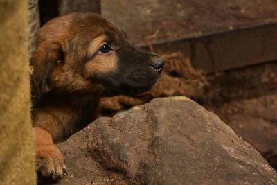 Close-up of dog