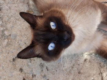 Close-up portrait of a cat