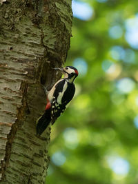 Close-up of bird perching on tree