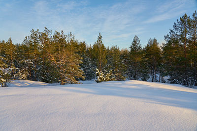 Trees on snow covered field against sky