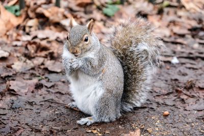 Squirrel on a field