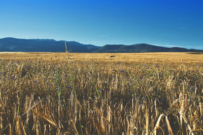 Scenic view of field against clear blue sky