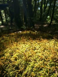 Close-up of moss growing on tree trunk