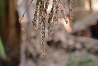 Close-up of dry plant hanging outdoors