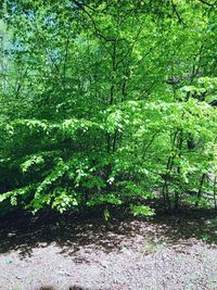 Full frame shot of trees