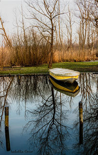 Reflection of bare trees in lake