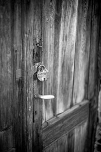 Close-up of bird on wooden door