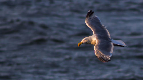 Seagull flying over sea