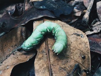 High angle view of man