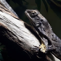 Close-up of a lizard on a tree