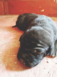 Close-up of a dog sleeping