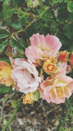 Close-up of pink roses blooming outdoors