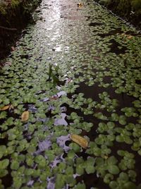 Water lilies in pond