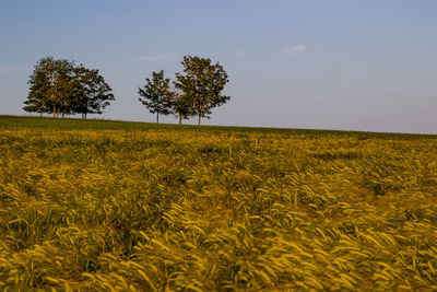 Trees on field against sky