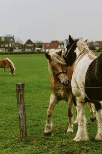 Horses in beautiful moment