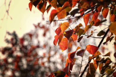 Close-up of leaves on branches during sunset